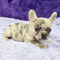 Tiffany financing available, a female French Bulldog for sale in Sandy Hook, KY – Photo 2 of 3