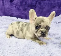 Tiffany financing available, a female French Bulldog for sale in Sandy Hook, KY – Photo 2 of 3