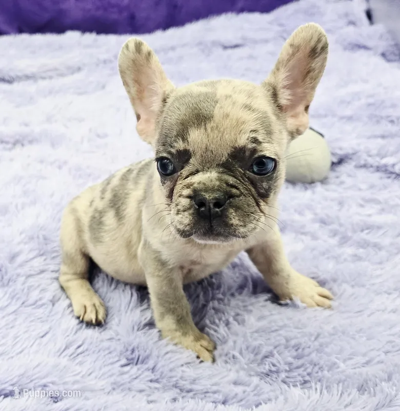 Tiffany financing available, a female French Bulldog for sale in Sandy Hook, KY – Photo 1 of 3