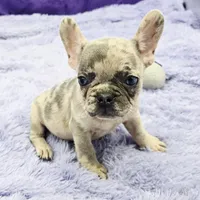 Tiffany financing available, a female French Bulldog for sale in Sandy Hook, KY – Photo 1 of 3