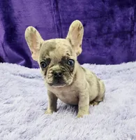 Tiffany financing available, a female French Bulldog for sale in Sandy Hook, KY – Photo 3 of 3
