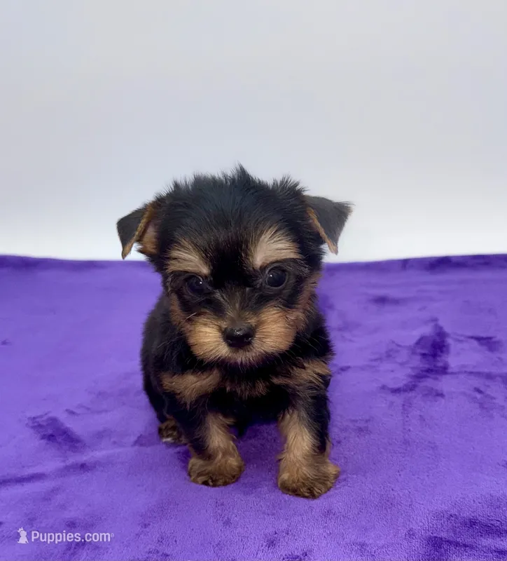 Lex - Male Yorkie – Yorkshire Terrier puppy for sale in Sandy Hook, KY