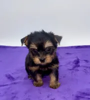 Lex - Male Yorkie, a male Yorkshire Terrier for sale in Sandy Hook, KY – 1 of 9