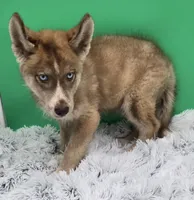 Dozer Financing available , a male Siberian Husky for sale in Sandy Hook, KY – 2 of 3