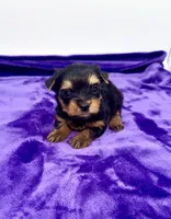 Alex - Male Yorkie, a male Yorkshire Terrier for sale in Sandy Hook, KY – 2 of 10