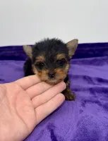 Boonie - Teacup , a male Yorkshire Terrier for sale in Sandy Hook, KY – 2 of 10