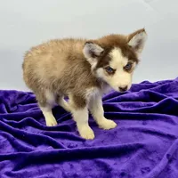 Rosie, a female Siberian Husky for sale in Sandy Hook, KY – Photo 2 of 2