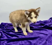 Rosie, a female Siberian Husky for sale in Sandy Hook, KY – Photo 2 of 2