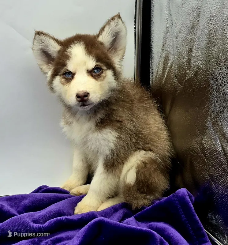 Rosie, a female Siberian Husky for sale in Sandy Hook, KY – Photo 1 of 2