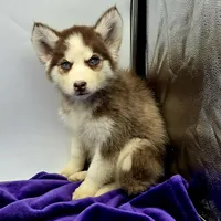 Rosie, a female Siberian Husky for sale in Sandy Hook, KY – Photo 1 of 2