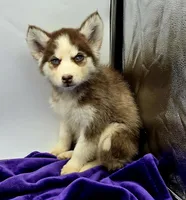 Rosie, a female Siberian Husky for sale in Sandy Hook, KY – Photo 1 of 2