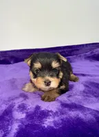 Kody - Male Yorkie, a male Yorkshire Terrier for sale in Sandy Hook, KY – 6 of 10