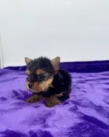 Boonie - Teacup , a male Yorkshire Terrier for sale in Sandy Hook, KY – 6 of 10