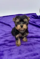 Alex, a male Yorkshire Terrier for sale in Sandy Hook, KY – 9 of 9