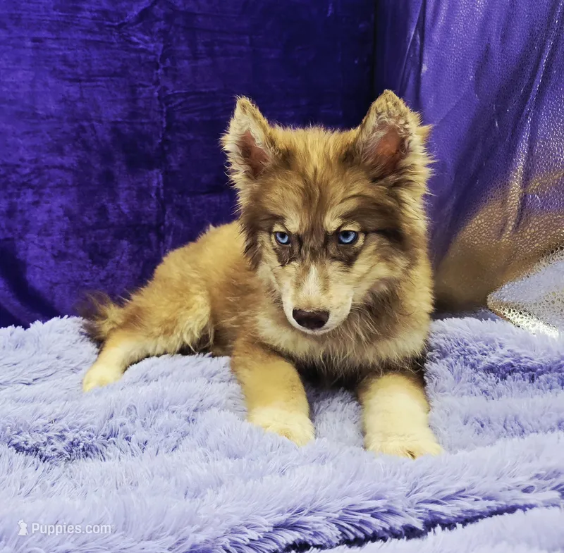 Sonny, a male Siberian Husky for sale in Sandy Hook, KY – Photo 1 of 3