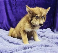 Sonny, a male Siberian Husky for sale in Sandy Hook, KY – Photo 3 of 3