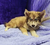 Sonny, a male Siberian Husky for sale in Sandy Hook, KY – Photo 2 of 3