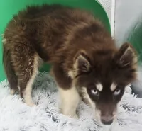 Brownie, a male Siberian Husky for sale in Sandy Hook, KY – 3 of 4