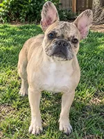 Tyson , a male French Bulldog for sale in Sandy Hook, KY – 1 of 1