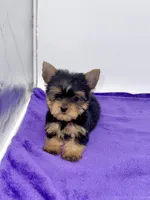 Boonie - Teacup , a male Yorkshire Terrier for sale in Sandy Hook, KY – 6 of 9