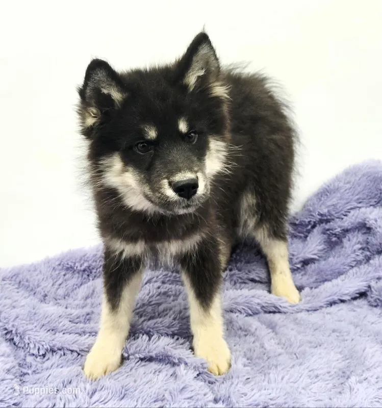 Troy – Siberian Husky puppy for sale in Sandy Hook, KY