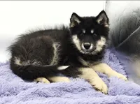 Troy, a male Siberian Husky for sale in Sandy Hook, KY – Photo 2 of 2