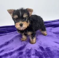 Charlie - Male Yorkie, a male Yorkshire Terrier for sale in Sandy Hook, KY – 9 of 10