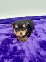 Kody - Male Yorkie, a male Yorkshire Terrier for sale in Sandy Hook, KY – 4 of 10
