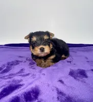 Kody - Male Yorkie, a male Yorkshire Terrier for sale in Sandy Hook, KY – 7 of 10