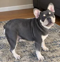 Tiger financing available, a male French Bulldog for sale in Sandy Hook, KY – 2 of 2