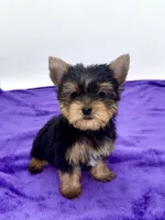Boonie - Teacup , a male Yorkshire Terrier for sale in Sandy Hook, KY – 7 of 9