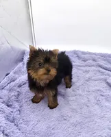 Winnie, a female Yorkshire Terrier for sale in Sandy Hook, KY – 8 of 9