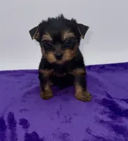 Lex - Male Yorkie, a male Yorkshire Terrier for sale in Sandy Hook, KY – 9 of 9