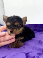 Boonie - Teacup , a male Yorkshire Terrier for sale in Sandy Hook, KY – 7 of 10