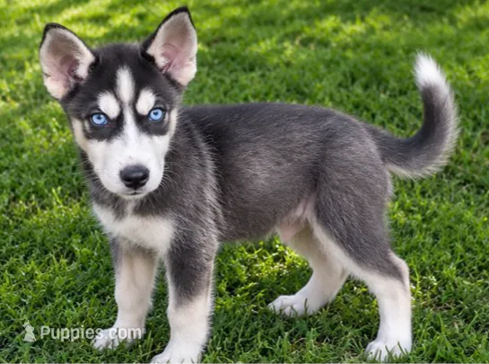 Duke – Siberian Husky puppy for sale in Sandy Hook, KY