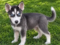 Duke, a male Siberian Husky for sale in Sandy Hook, KY – 1 of 2