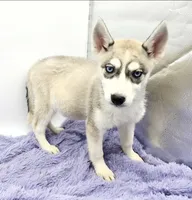 Roxie, a female Siberian Husky for sale in Sandy Hook, KY – Photo 2 of 3