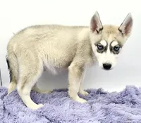 Roxie, a female Siberian Husky for sale in Sandy Hook, KY – Photo 3 of 3