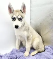 Roxie, a female Siberian Husky for sale in Sandy Hook, KY – Photo 1 of 3