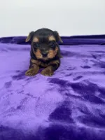 Alex - Male Yorkie, a male Yorkshire Terrier for sale in Sandy Hook, KY – 10 of 10