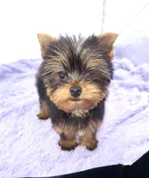 Winnie, a female Yorkshire Terrier for sale in Sandy Hook, KY – 6 of 9