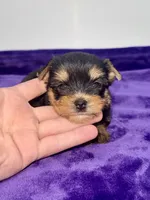 Kody - Male Yorkie, a male Yorkshire Terrier for sale in Sandy Hook, KY – 2 of 10