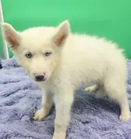 Jasper, a male Siberian Husky for sale in Sandy Hook, KY – 2 of 4