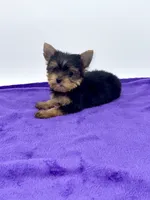 Boonie - Teacup , a male Yorkshire Terrier for sale in Sandy Hook, KY – 9 of 9