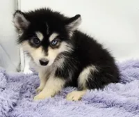 Sugar, a female Siberian Husky for sale in Sandy Hook, KY – Photo 2 of 3