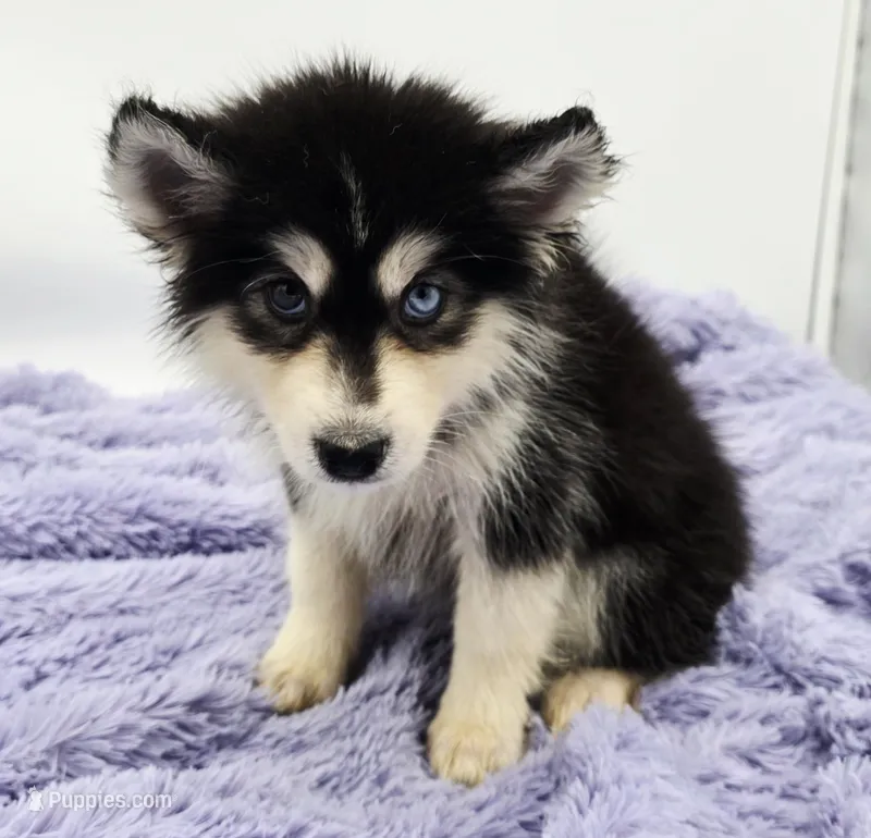 Sugar – Siberian Husky puppy for sale in Sandy Hook, KY