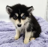 Sugar, a female Siberian Husky for sale in Sandy Hook, KY – Photo 1 of 3