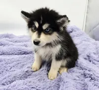 Sugar, a female Siberian Husky for sale in Sandy Hook, KY – Photo 3 of 3