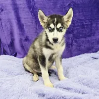 Spike financing available, a male Siberian Husky for sale in Sandy Hook, KY – Photo 1 of 3