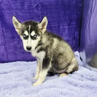 Spike financing available, a male Siberian Husky for sale in Sandy Hook, KY – Photo 3 of 3